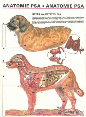 Модель анатомии собаки из бумаги/картона