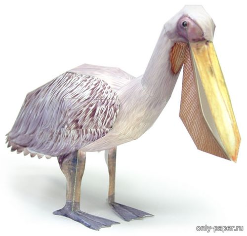 Сборная бумажная модель / scale paper model, papercraft Большой белый пеликан / Great white pelican 