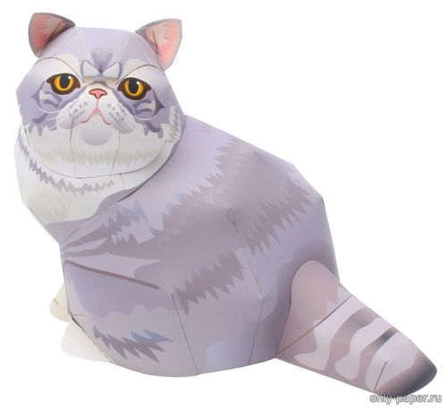 Модель экзотической короткошерстной кошки из бумаги/картона
