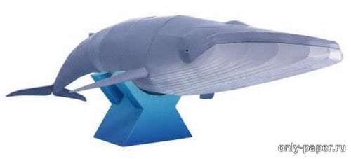 Сборная бумажная модель / scale paper model, papercraft Blue Whale 
