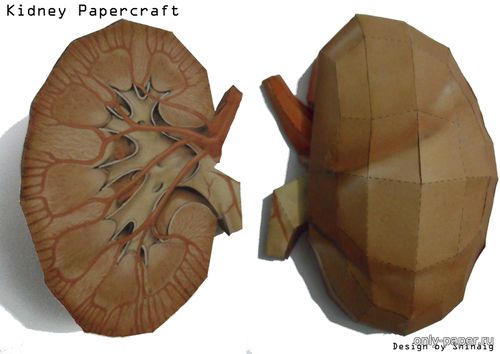 Сборная бумажная модель / scale paper model, papercraft Почка / Kidney 