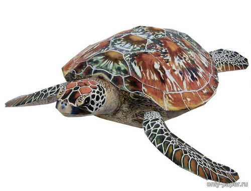 Модель зеленой морской черепахи из бумаги/картона