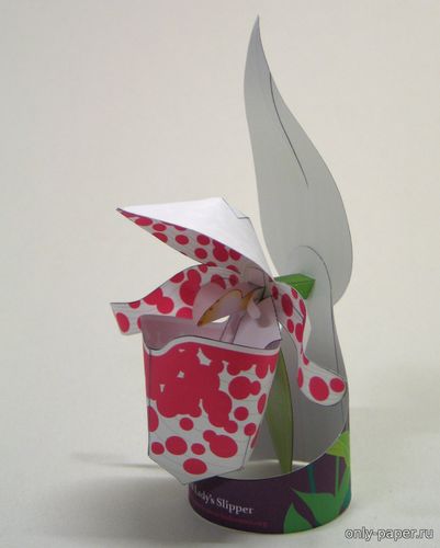 Модель цветка Пятнистая дамская туфелька из бумаги/картона