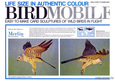 Сборная бумажная модель / scale paper model, papercraft Дербник / Merlin [Birdmobile 01] 