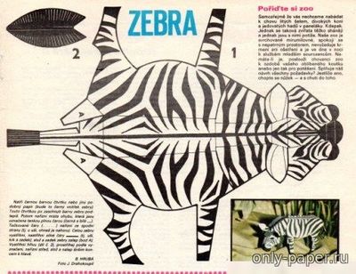Сборная бумажная модель / scale paper model, papercraft Zebra [ABC 1976 - 14] 