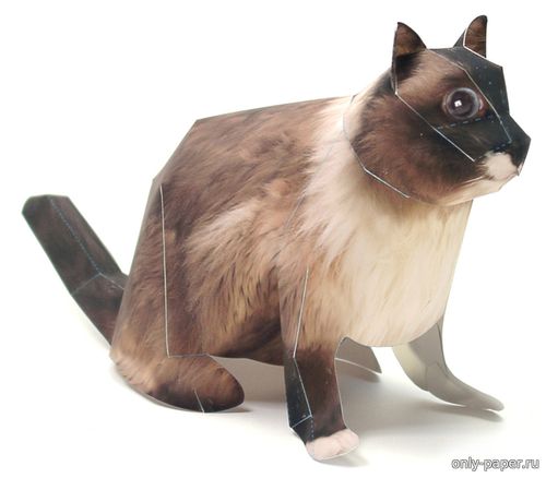 Модель кота Рэгдолл из бумаги/картона