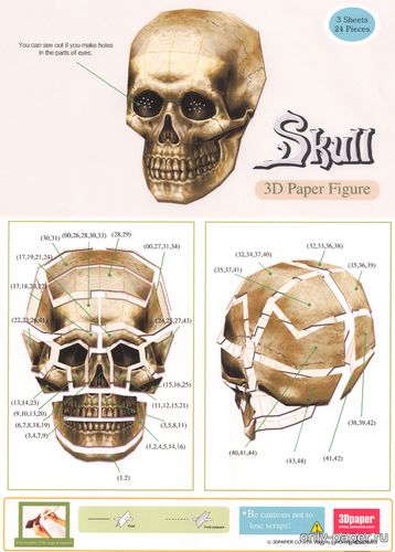 Модель черепа из бумаги/картона