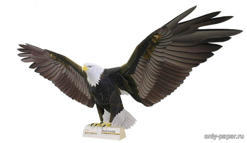 Модель белоголового орлана из бумаги/картона