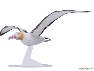 Модель альбатроса из бумаги/картона