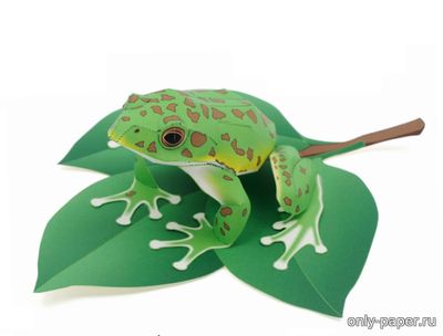 Сборная бумажная модель / scale paper model, papercraft Квакша / Forest Green Tree Frog 