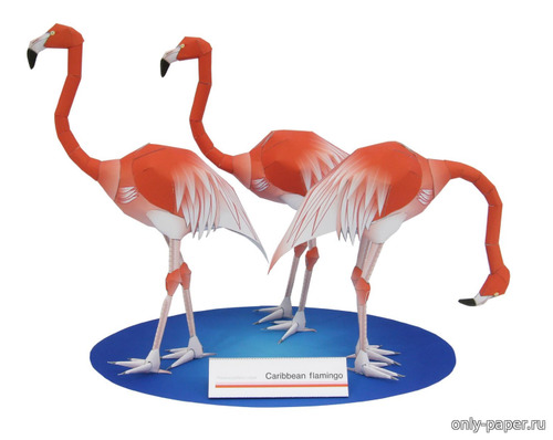 Сборная бумажная модель / scale paper model, papercraft Красный фламинго / Caribbean Flamingo 