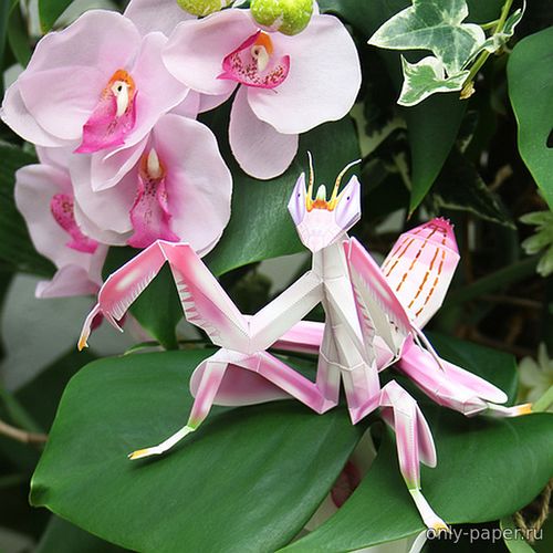Сборная бумажная модель / scale paper model, papercraft Орхидейный богомол / Orchid Mantis (Canon) 