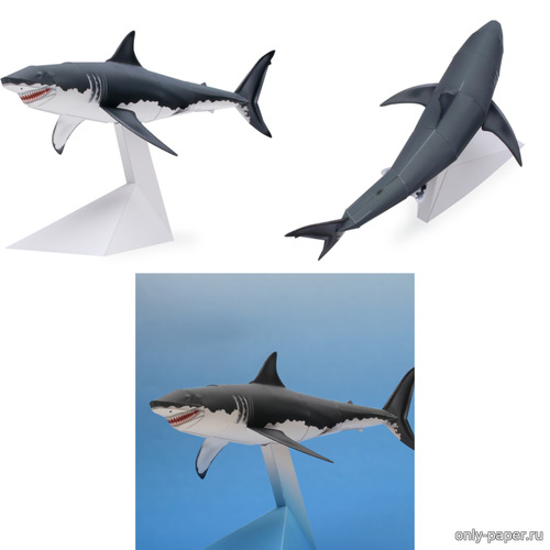 Сборная бумажная модель / scale paper model, papercraft Great White Shark / Белая акула 