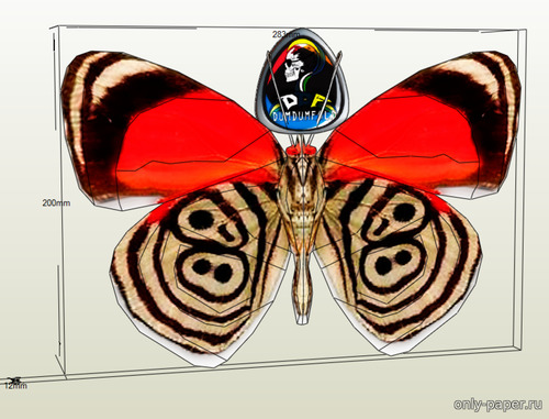 Сборная бумажная модель / scale paper model, papercraft Butterfly (DUMDUMFOLD) 
