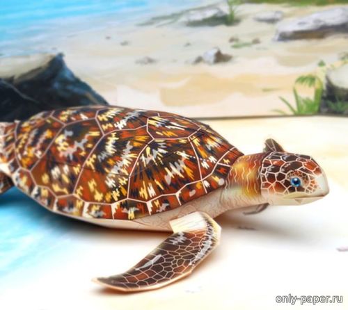 Сборная бумажная модель / scale paper model, papercraft Морская черепаха / Sea turtle 