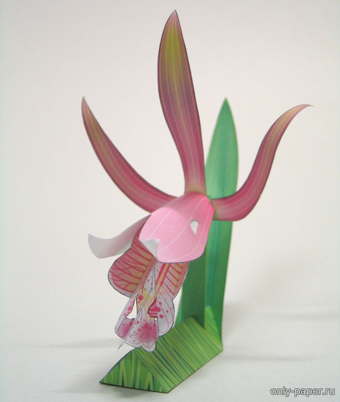 Орхидея бутон розы / Rosebud Orchid из бумаги, модели сборные бумажныескачать бесплатно - Цветы - Поделки - Каталог моделей - «Только бумага»