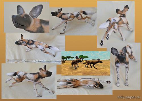 Сборная бумажная модель / scale paper model, papercraft Гиеновидная собака /  African wild dog (Lycaon pictus) - Zoo Tycoon 2 [DrWheelieMobile] 