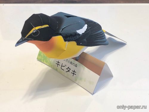 Сборная бумажная модель / scale paper model, papercraft Японская мухоловка / Narcissus Flycatcher 