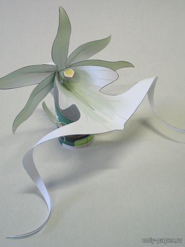 Модель цветка орхидеи-призрака из бумаги/картона