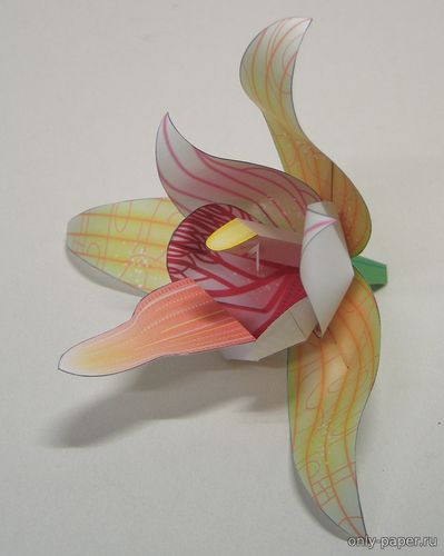 Модель орхидеи Дремлик гигантский из бумаги/картона