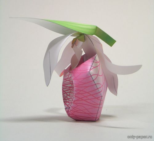 Модель орхидеи Башмачок бесстебельный из бумаги/картона