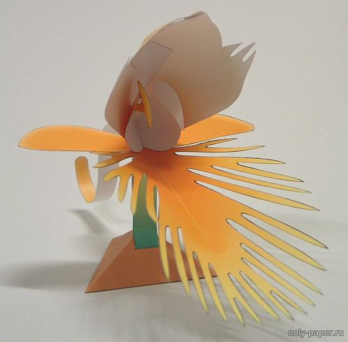 Модель бахромчатой орхидеи Чепмена из бумаги/картона
