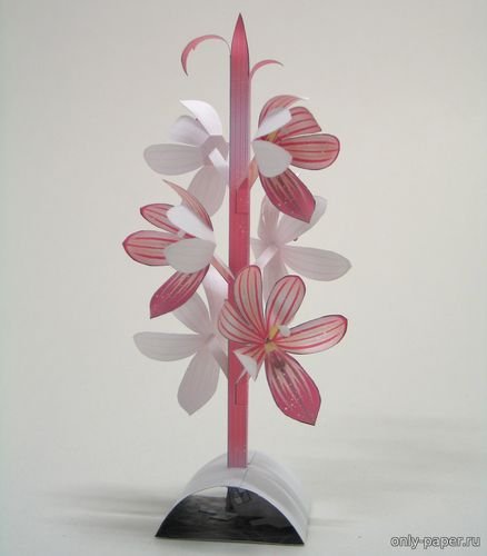 Модель орхидеи Полосатый коралловый корень из бумаги/картона