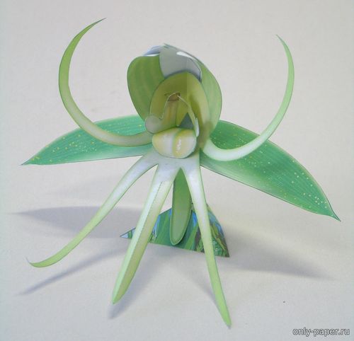 Модель орхидеи Хабенария из бумаги/картона