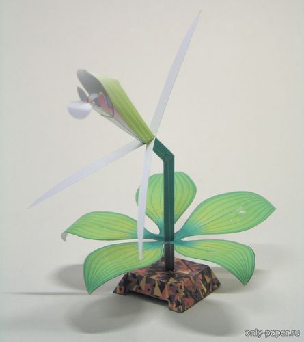 Сборная бумажная модель / scale paper model, papercraft Большая мутовчатая погония (Пурпурная пятилистная орхидея) / Large Whorled Pogonia 
