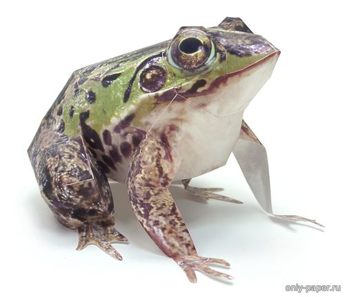 Сборная бумажная модель / scale paper model, papercraft Чернопятнистая лягушка / Black-spotted Pond Frog 