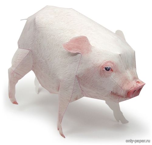 Модель домашней свиньи из бумаги/картона