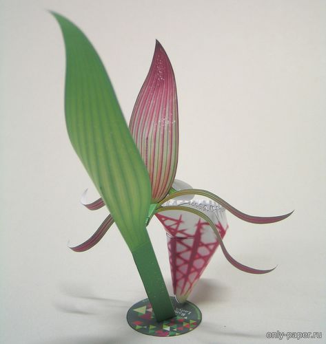 Модель цветка Башмачок бараноголовый из бумаги/картона