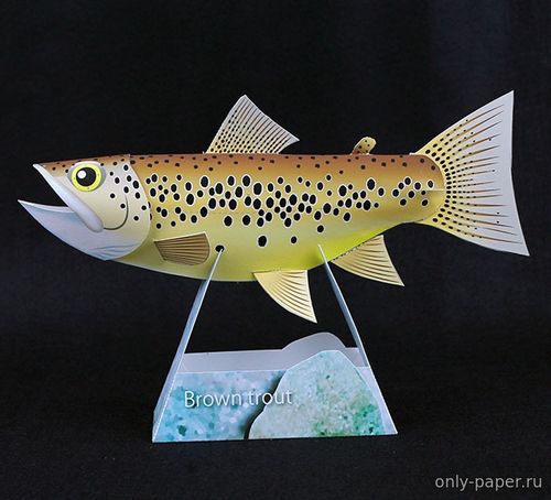 Сборная бумажная модель / scale paper model, papercraft Кумжа (бурая форель) / Brown trout 