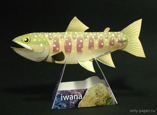 Модель рыбы Кунджи (Японской форели) из бумаги/картона