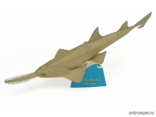 Сборная бумажная модель / scale paper model, papercraft Карликовая рыба-пила / Dwarf sawfish 