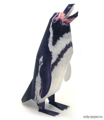 Модель пингвина Гумбольдта из бумаги/картона