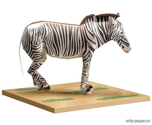 Сборная бумажная модель / scale paper model, papercraft Зебра Греви / Grevy's Zebra (Yamaha) 
