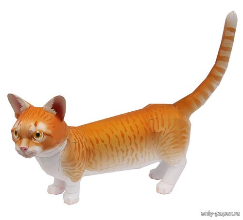 Модель кота породы Манчкин из бумаги/картона