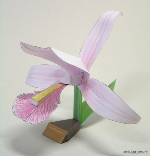 Сборная бумажная модель / scale paper model, papercraft Розовая погония / Rose Pogonia 