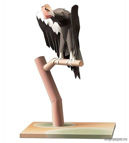 Сборная бумажная модель / scale paper model, papercraft Калифорнийский кондор / California condor 