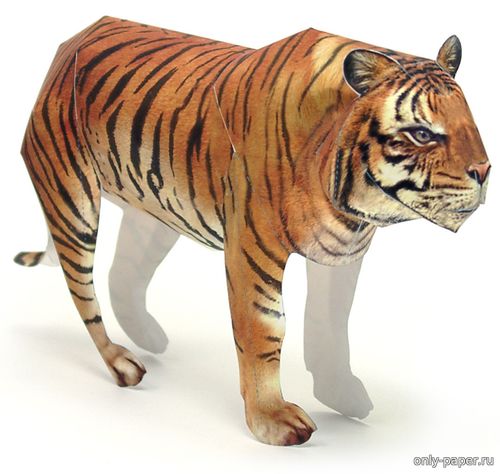 Модель сибирского тигра из бумаги/картона