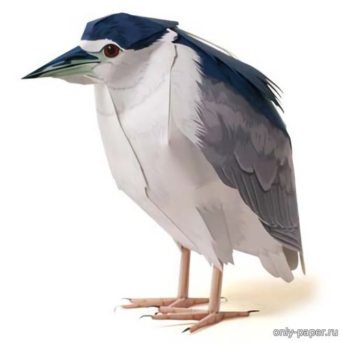 Сборная бумажная модель Обыкновенная кваква (ночная цапля) / Night-Heron