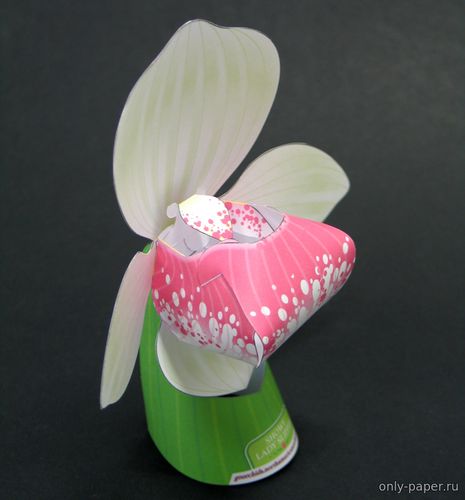 Модель орхидеи Венерин Башмачок из бумаги/картона