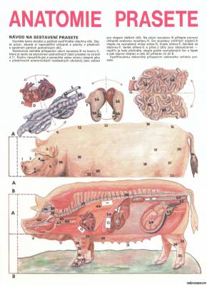 Модель для изучения анатомии свиньи из бумаги/картона