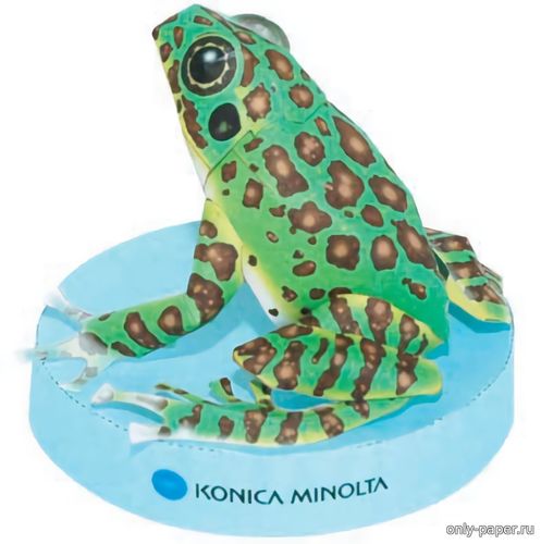 Сборная бумажная модель Скрытная лягушка / Rana ishikawae (Konica Minolta)