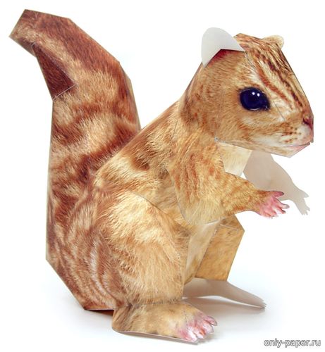Сборная бумажная модель / scale paper model, papercraft Красная белка / Red squirrel 