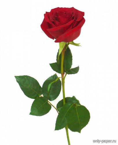 Модель розы из бумаги/картона