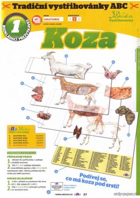 Модель для изучения анатомии козы из бумаги/картона