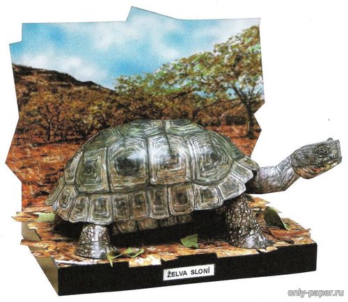 Модель слоновой черепахи из бумаги/картона