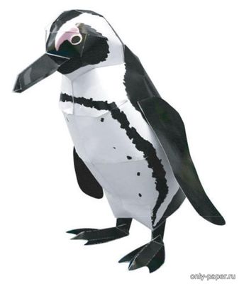 Модель очкового пингвина из бумаги/картона